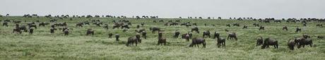 Serengeti: gnu e zebre.