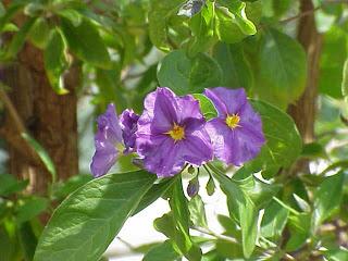 Solanum il ciliegio d'inverno