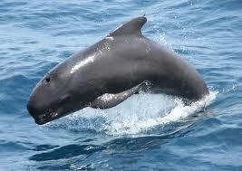 Mediteraneo: Mar di Sardegna meta preferita dei cetacei