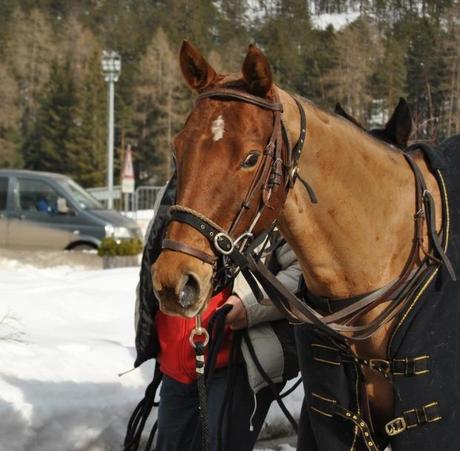 cortina polo gold cup