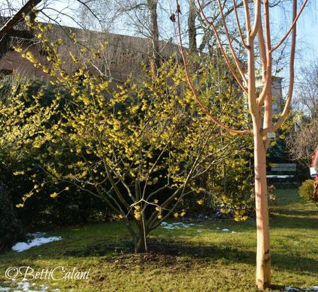 acero e hamamelis