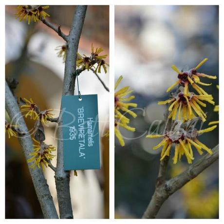 Hamamelis Brevipetala