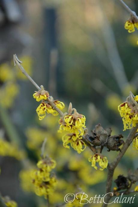 particolare di hamamelis