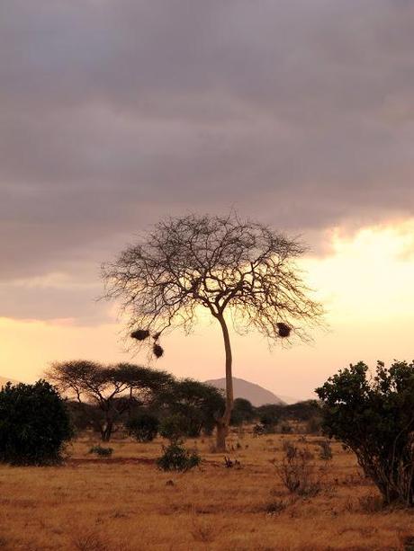 Africa - Kenya