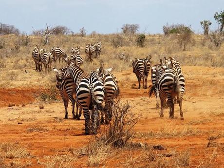 Africa - Kenya