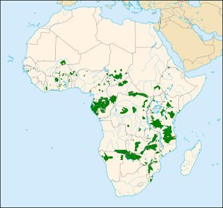 Elefante africano, il più grande mammifero terrestre