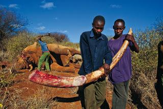 Elefante africano, il più grande mammifero terrestre