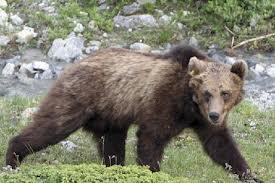 ORSO M13 GIUSTIZIA E' FATTA