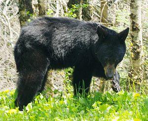 English: Wild black bear hunting near the summ...