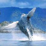Il Giappone ferma la caccia alle balene. Merito dei Sea Shepherd