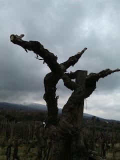 Born in Sicily. Degustazione dei vini etnei di Tenuta di Fessina al Mornington Hotel di Stoccolma