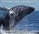 Giappone costretto interrompere caccia alle balene... finalmente!