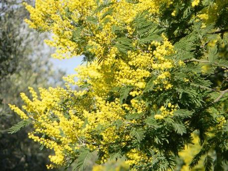 8 marzo Festa della donna Il suo simbolo la mimosa