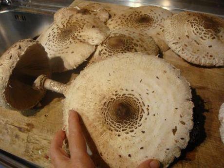 Cotolette di funghi Pleurotos e Mazze di tamburo
