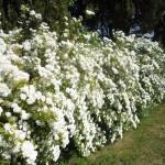 siepe di spirea, siepe di spiraea