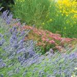 spirea bumalda con lavanda e ginestra