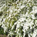 SPIRAEA VANHOUTTEI cespuglio