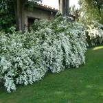 SPIRAEA VANHOUTTEI