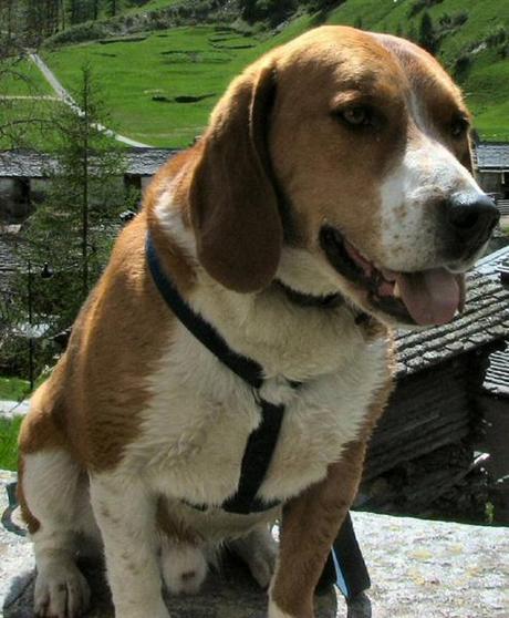 SOS per un Beagle scomparso da casa