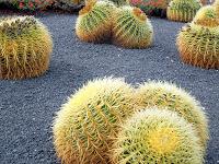 lava e cactus: Lanzarote