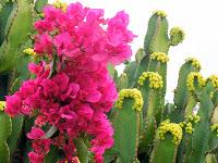 lava e cactus: Lanzarote