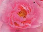 Schema punto croce: Elegante Peonia