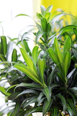 Dracaena, la pianta da abitare di Febbraio