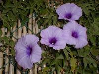 Ipomoea; una campanella rampicante