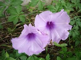 Ipomoea; una campanella rampicante