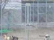 Vieste: uccidono cani bastonate gettano cuccioli pozzo