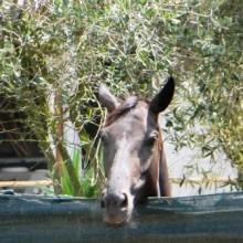 cavallo:foto mediterranews.org riproduzione vietata