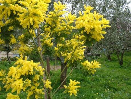 Mimosa,che passione...ha resistito anche alla neve.