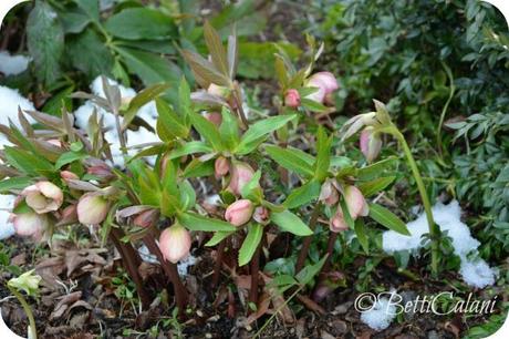 helleborus0229