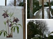 helleborus sotto neve