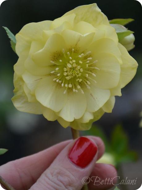 helleborus0220