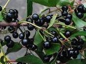 Fitoterapia Maqui cosa