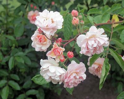 La Rosa Moschata