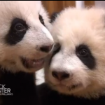 Cina, i due baby panda imparano a camminare (video)