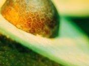 Dimagrire l'avocado, toccasana salute