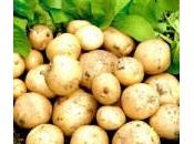 Proprietà benefiche delle patate