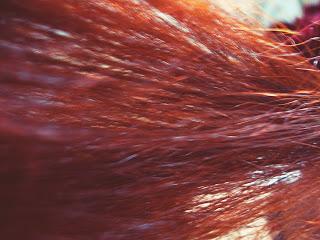 How to: Hennè per capelli. Review, tips & considerazioni