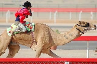 Emirati Arabi: largo ai fantini radiocomandabili