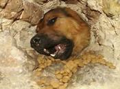 Sarajevo: cani murati vivi, sgozzati divorati