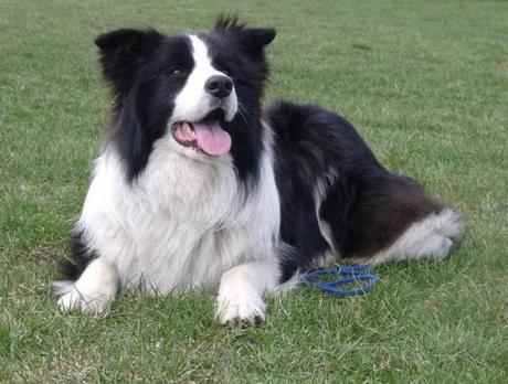 foto-border-collie