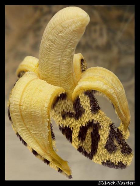 BananaPanterona