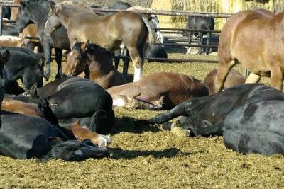 Video - Dopo immagini shock la Svizzera ritira dagli scaffali la carne equina