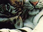 India Nuovo regolamento proibisce l'eliminazione delle tigri