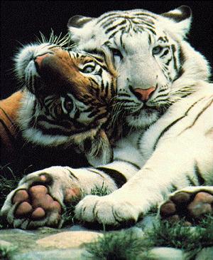 India -  Nuovo regolamento proibisce l'eliminazione delle tigri
