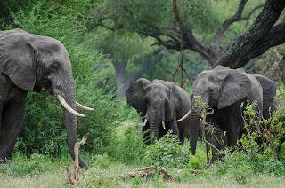 Gli elefanti di Tarangire.