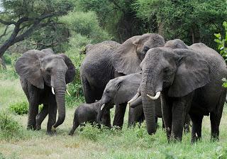Gli elefanti di Tarangire.